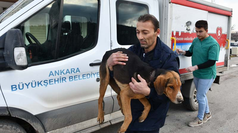 Ankara'da 23 Bin 500 Sokak Hayvanı Kısırlaştırıldı