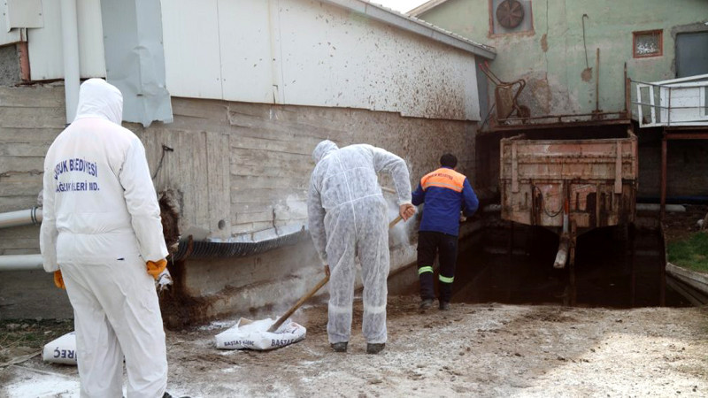 Çubuk Belediyesi Şap Hastalığına Karşı Teyakkuzda