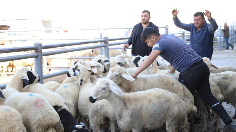 Çubuk'ta Kurban Bayramı Hazırlıkları Tamamlandı