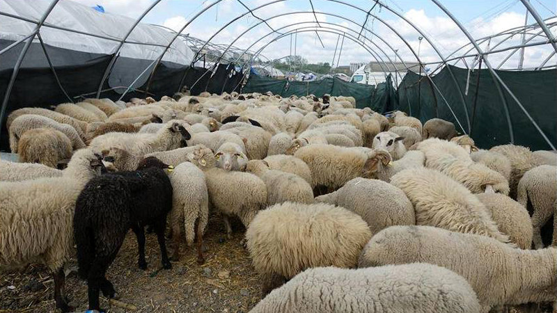 Ankara'da En Çok Küçükbaş Kurbanlık Tercih Ediliyor