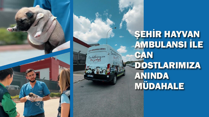 Sincan Belediyesi Sokak Hayvanları İçin Yollarda