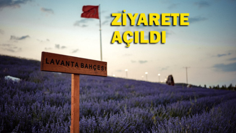 Gölbaşı Lavanta Bahçesi Ziyarete Açıldı