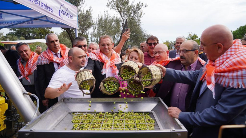 Ayvalık'ta İlk Hasat ve Zeytinyağı Sıkımı Yapıldı