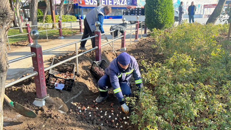 Sincan'da Lale Soğanları Toprakla Buluşuyor