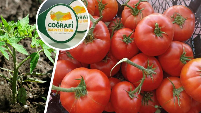 Ayaş Domatesi Coğrafi İşaret Tescili Aldı