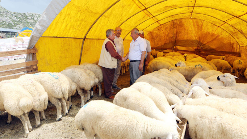 Başkentin En Büyük Kurban Pazarı Yakacık'ta