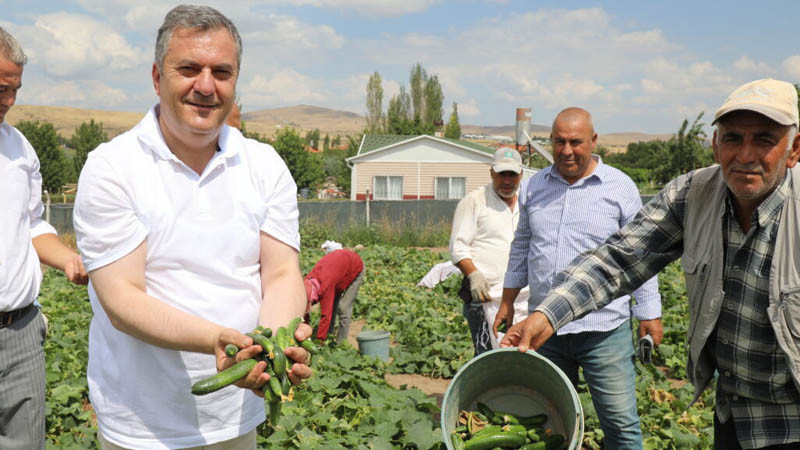 Çubuk'ta Turşuluk Salatalık Üreticilerinin Yüzü Gülüyor