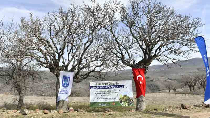Beypazarı ve Güdül'de Ankara Fıstığı Atağı