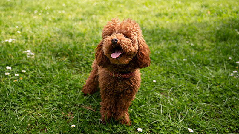 Köpeklerde Motivasyon Kaynaklarını Belirleme ve Etkili Kullanma Yöntemleri