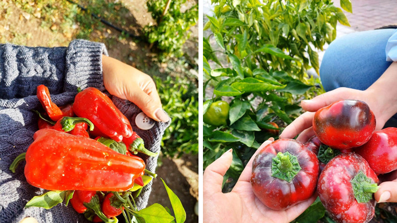 Mamak'ta Ata Tohumu Çalışmaları Sürüyor