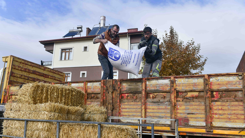 Başkent'te Manda Yetiştiricilerine Kaba Yem Desteği