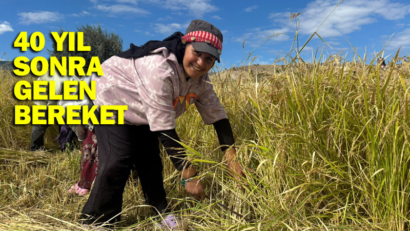 Kızılcahamam Çeltikçi Pirincinde İkinci Hasat